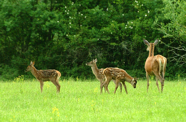 PASSIONE PER IL CERVO